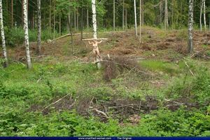 Krista-Crucified-In-Forest-%5Bx54%5D-47capk1iyh.jpg